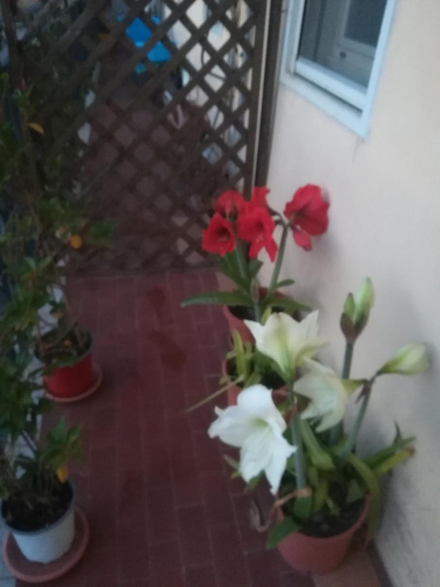 Casa Silvia Otel Caltagirone Dış mekan fotoğraf